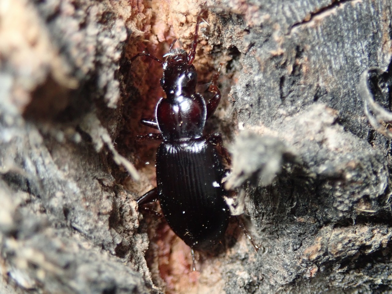 Laemostenus sp Laemostenus sp